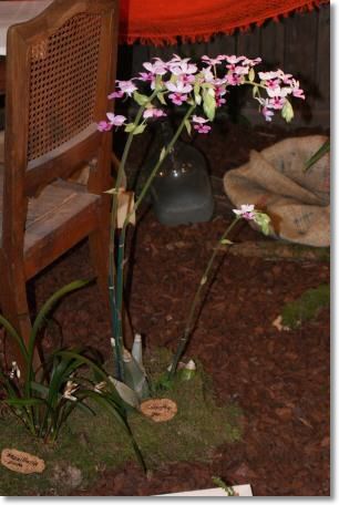 Neu-Ulmer Orchideentage 2012 108.jpg